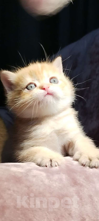 Кошки в Астрахани: Шотландские котята Разнополые, 35 000 руб. - фото 3