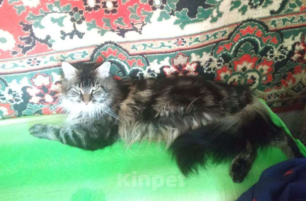 Кошки в Краснодаре: Мейн-кун девочка Девочка, Бесплатно - фото 1