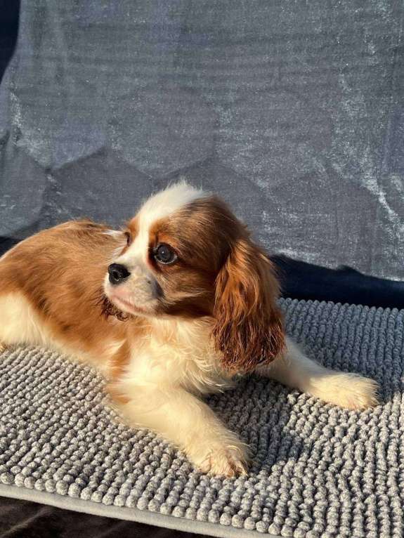 Собаки в Санкт-Петербурге: БЕСТ ИЛРЕАН КАДДИ Мальчик, 100 000 руб. - фото 1