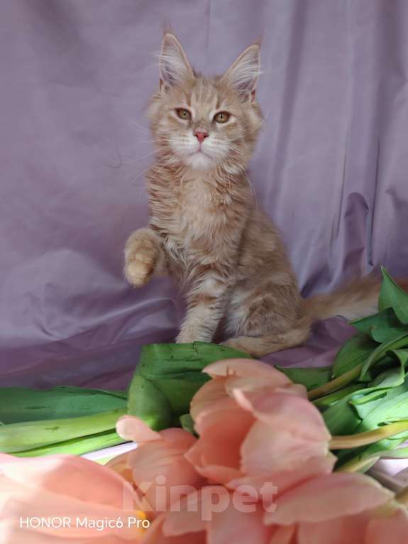 Кошки в Воронеже: Мальчик мейн кун Мальчик, 40 000 руб. - фото 5