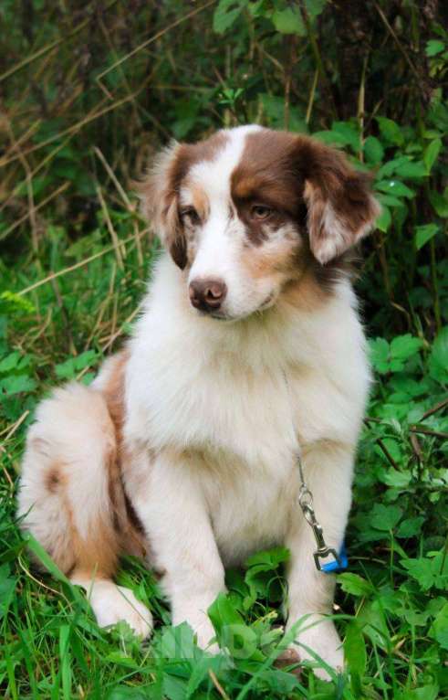 Собаки в Москве: Щенок Австралийской овчарки, Аусси  Мальчик, 75 000 руб. - фото 4