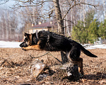 Собаки в других городах Московской области: Собаки щенки немецкой овчарки рабочего разведения Девочка, 80 000 руб. - фото 4