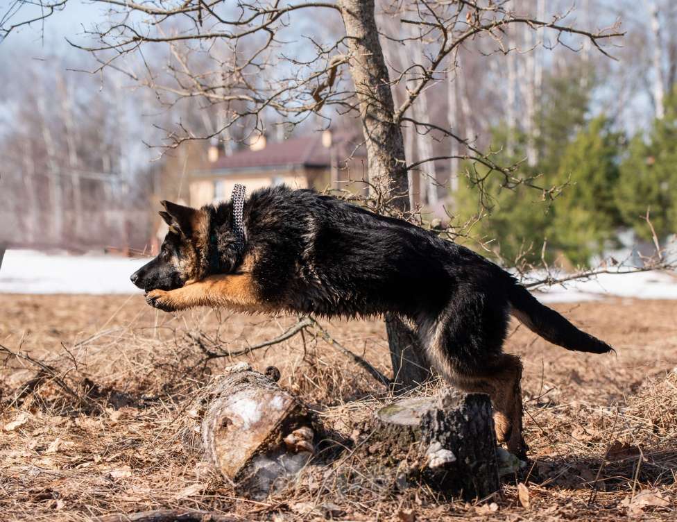 Собаки в других городах Московской области: Собаки щенки немецкой овчарки рабочего разведения Девочка, 80 000 руб. - фото 4