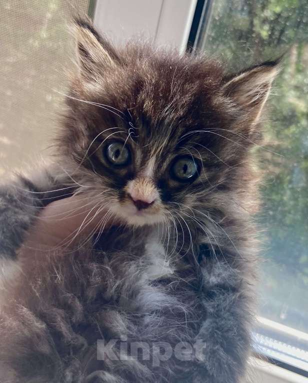 Кошки в Благовещенске: Котенок мальчик 1-1,5 месяца Мальчик, Бесплатно - фото 2