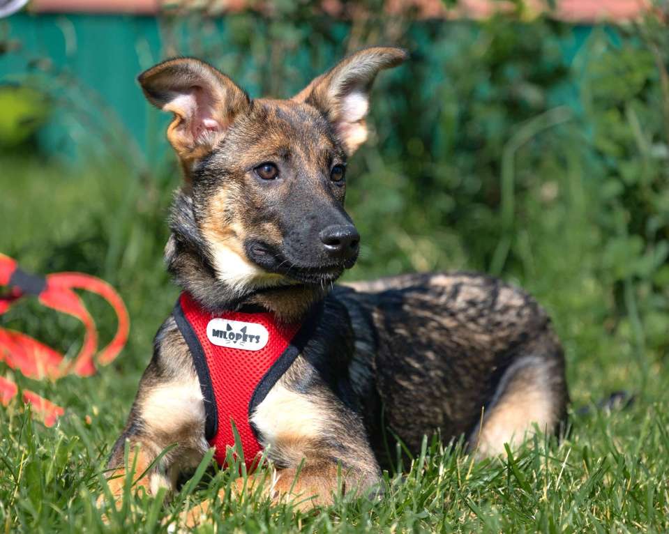Собаки в Москве: Щенок в добрые руки бесплатно Москва Девочка, Бесплатно - фото 7