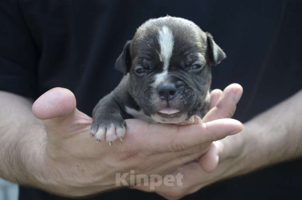 Собаки в Сургуте: американский булли покет  Мальчик, 80 000 руб. - фото 2