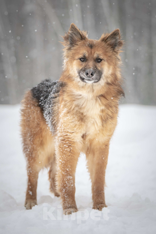 Собаки в Клине: Фисташка — роскошная красавица готова стать частью вашей семьи Девочка, Бесплатно - фото 4