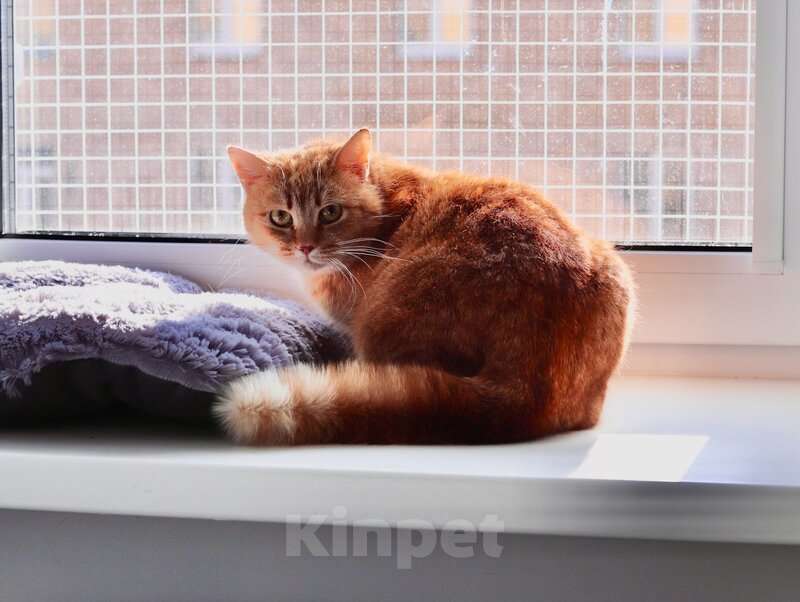 Кошки в Москве: Рыжая красотка с характером срочно ищет дом! Девочка, Бесплатно - фото 5