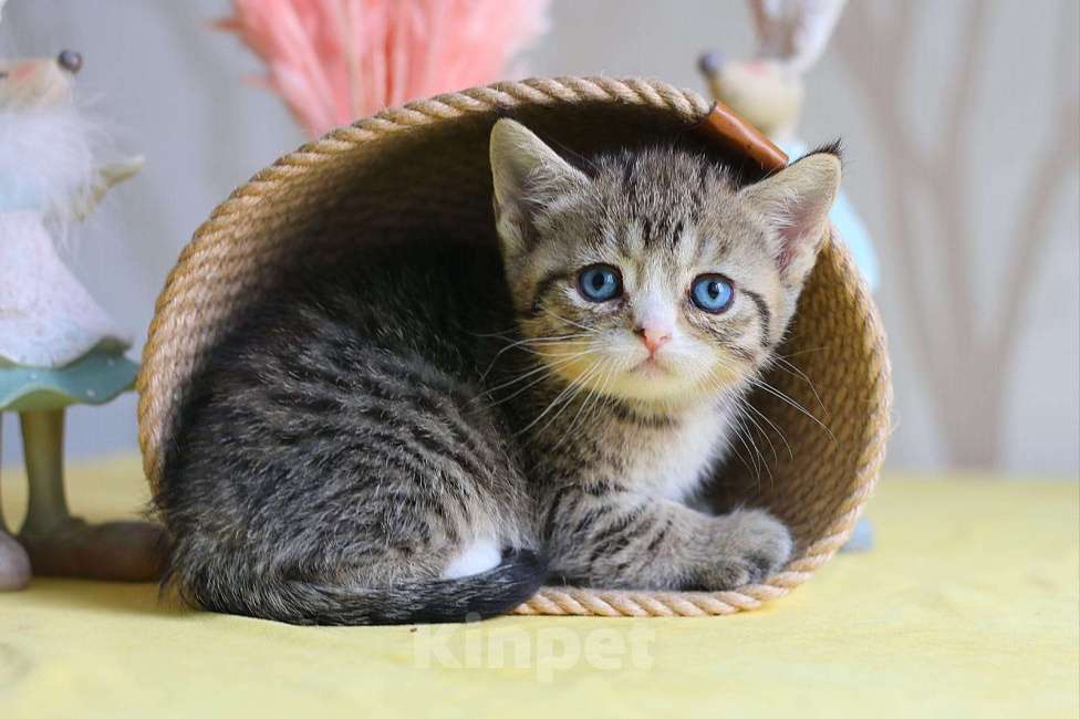 Кошки в Хабаровске: Девочка Девон-рекс дгг Девочка, 150 000 руб. - фото 3