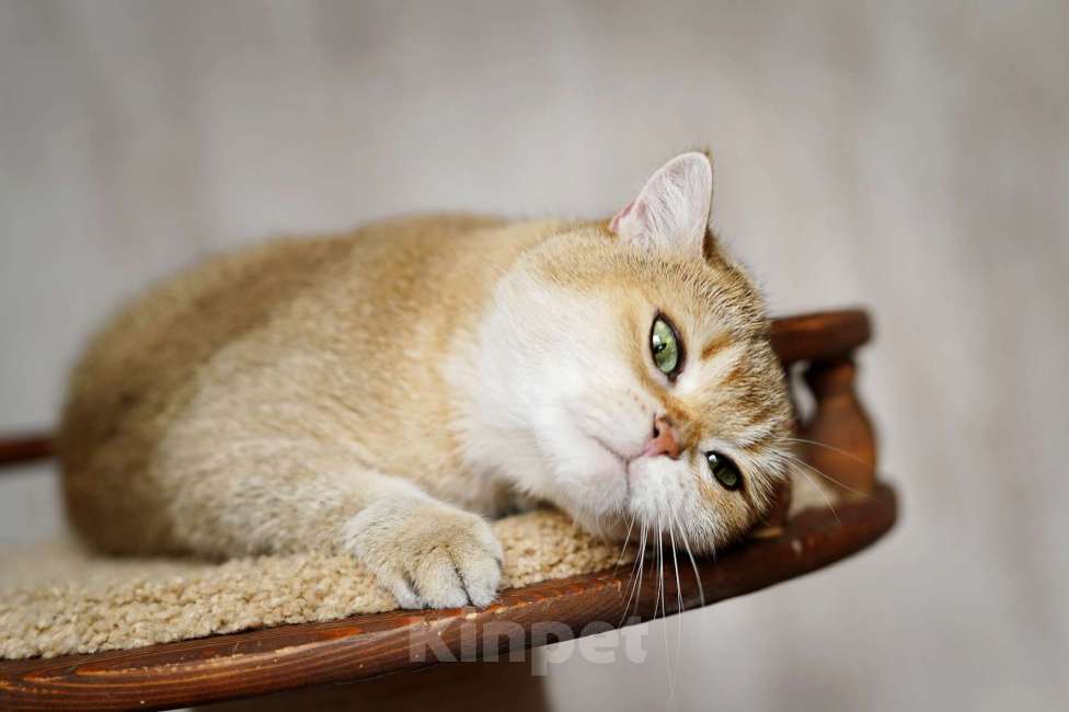 Кошки в Нижнем Новгороде: Шотландская золотая Кошка Девочка, 5 000 руб. - фото 3