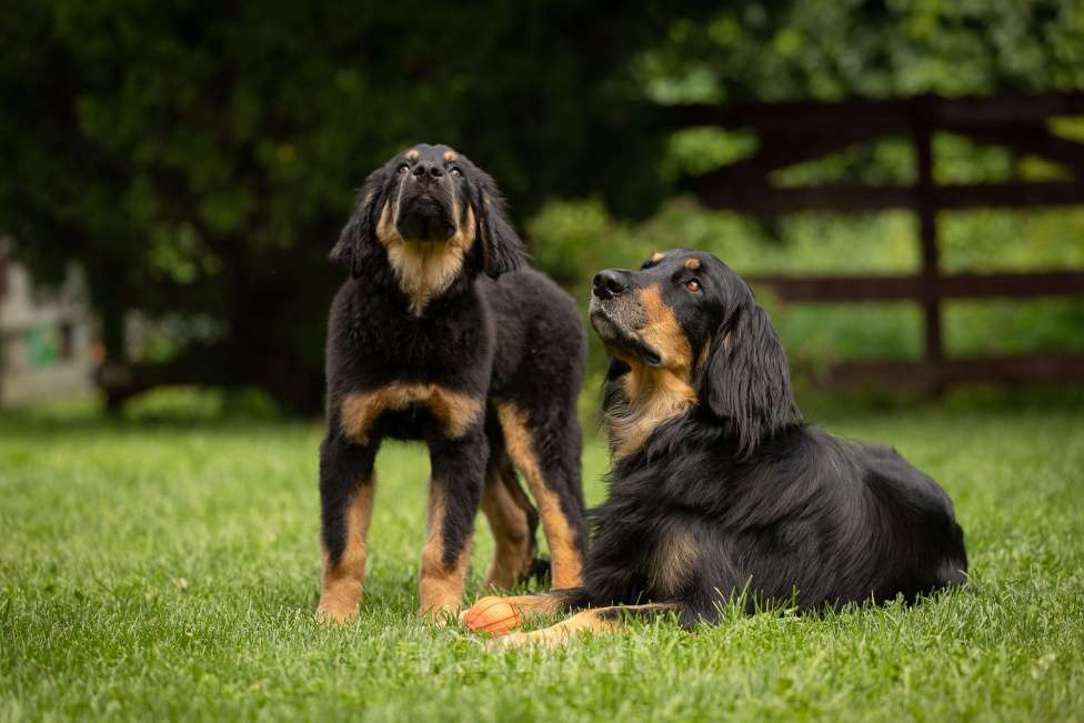 Собаки в Москве: Щенок ховаварта из питомника в Москве  Девочка, Бесплатно - фото 8