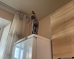 Кошки в Самаре: Любвеобильный котенок ищет себе хозяина Мальчик, 8 000 руб. - фото 2