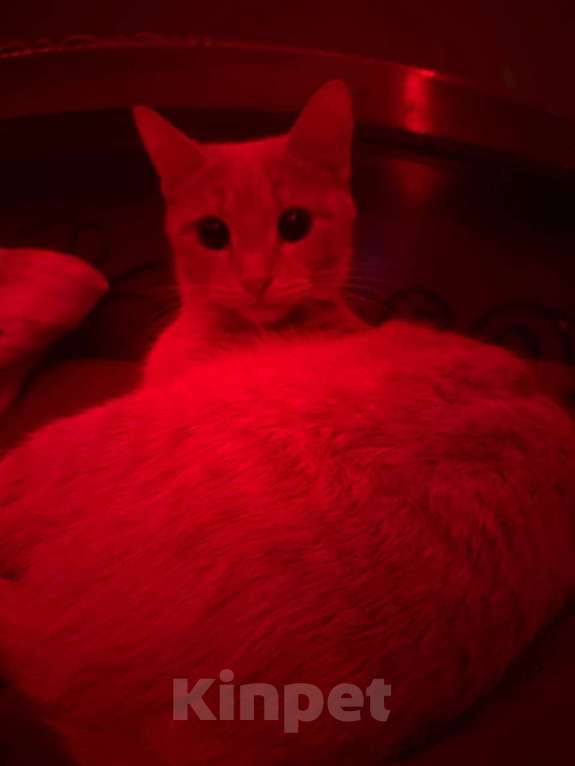 Кошки в Серпухове: Кошечку в добрые руки  Девочка, Бесплатно - фото 2