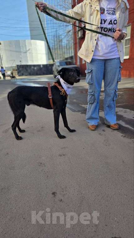 Собаки в Москве: Застенчивый щенок Макс Мальчик, Бесплатно - фото 4
