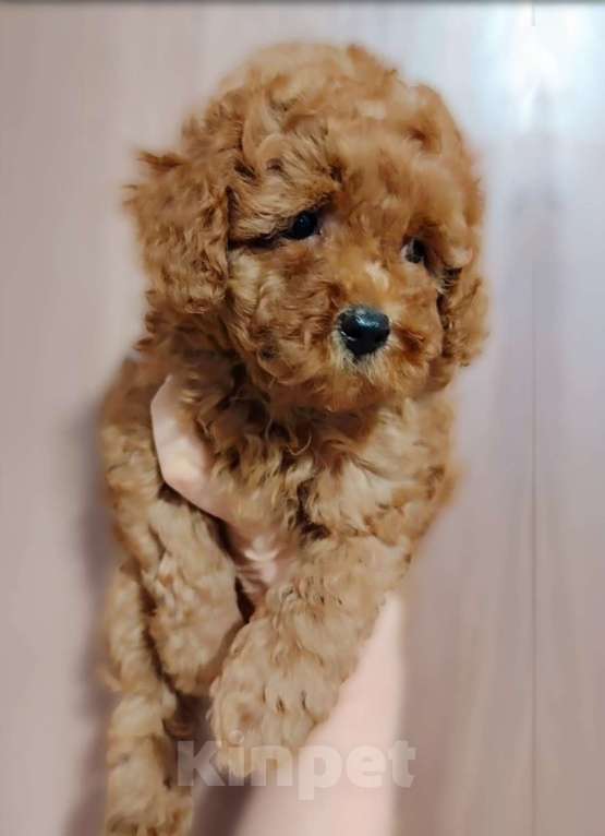 Собаки в Воронеже: Девочка той пуделя Девочка, Бесплатно - фото 4