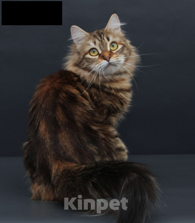 Кошки в Санкт-Петербурге: Молодая сибирская кошка  Девочка, Бесплатно - фото 6