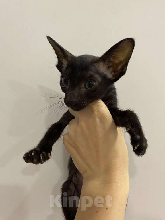 Кошки в Краснодаре: Ориентальный котенок Девочка, Бесплатно - фото 2