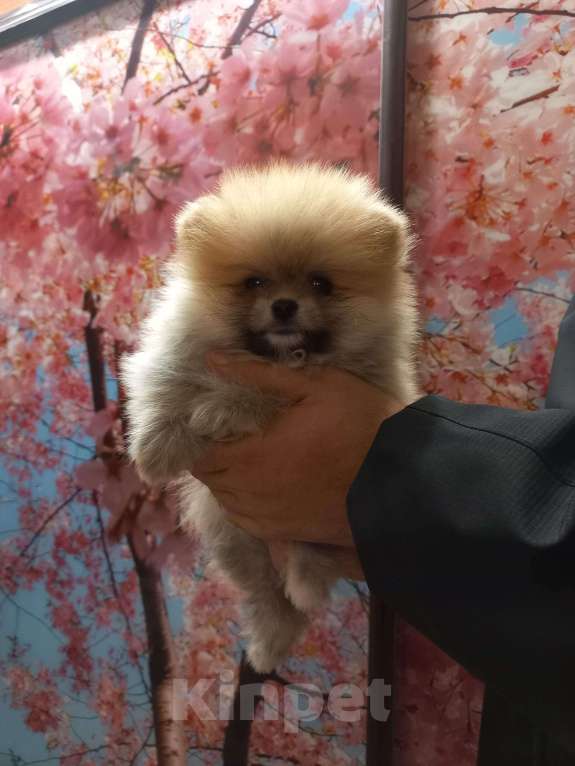 Собаки в Екатеринбурге: шпицемишки Мальчик, Бесплатно - фото 2