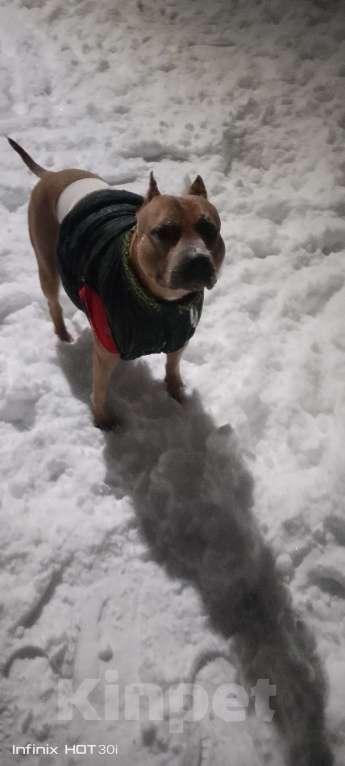 Собаки в Ульяновске:  Бронь на щенков питьбуля, 4помет прививки по возрасту, родители проживают с детьми адекватные. Мальчик, 20 000 руб. - фото 9