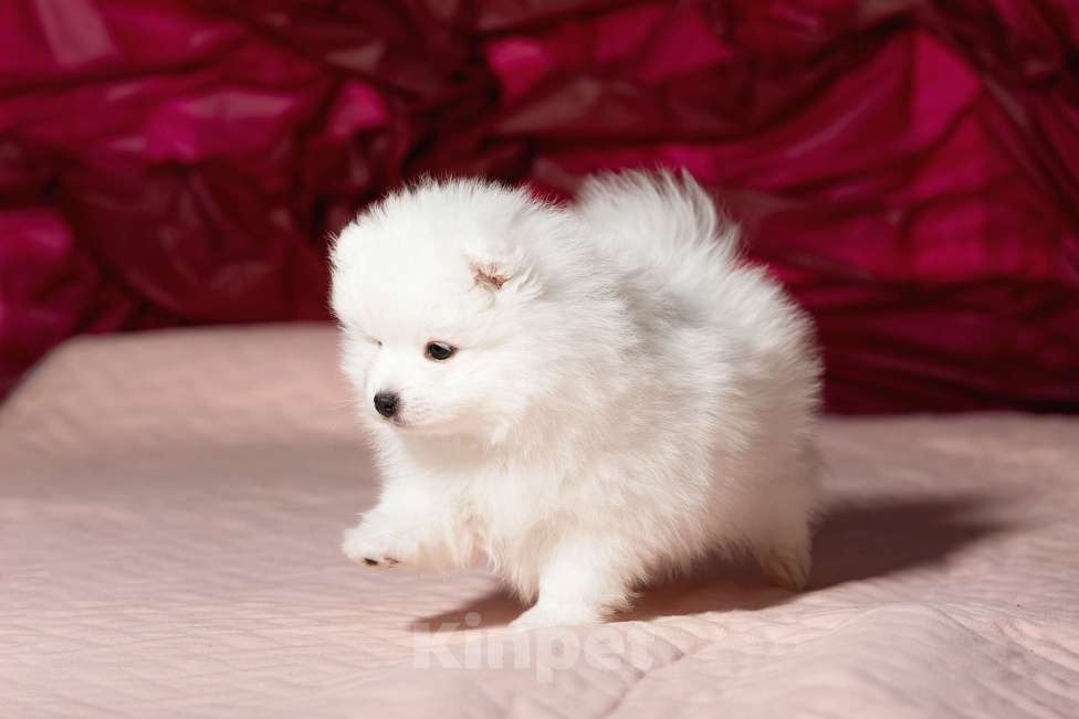 Собаки в Новосибирске: Щенки японского шпица Мальчик, 80 000 руб. - фото 3