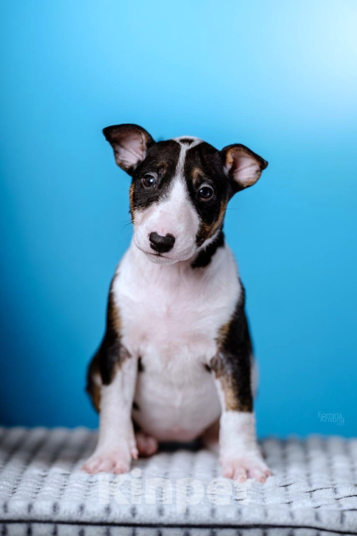 Собаки в Москве: Миниатюрный бультерьер Девочка, 100 000 руб. - фото 1