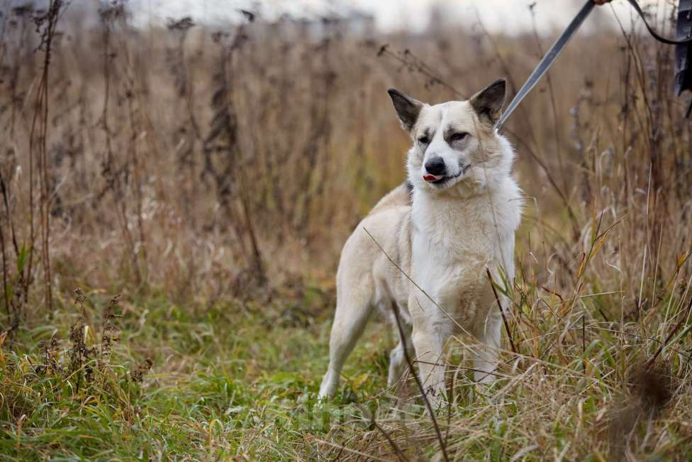 Собаки в Москве: Эльза Девочка, Бесплатно - фото 4