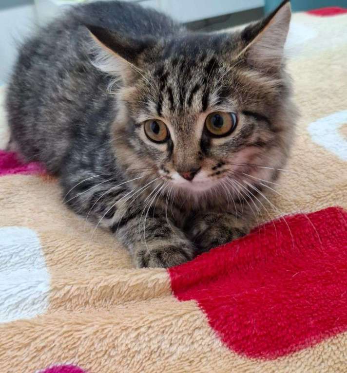 Кошки в Москве: Красивая пушистая девочка котенок Фрейя Девочка, Бесплатно - фото 6