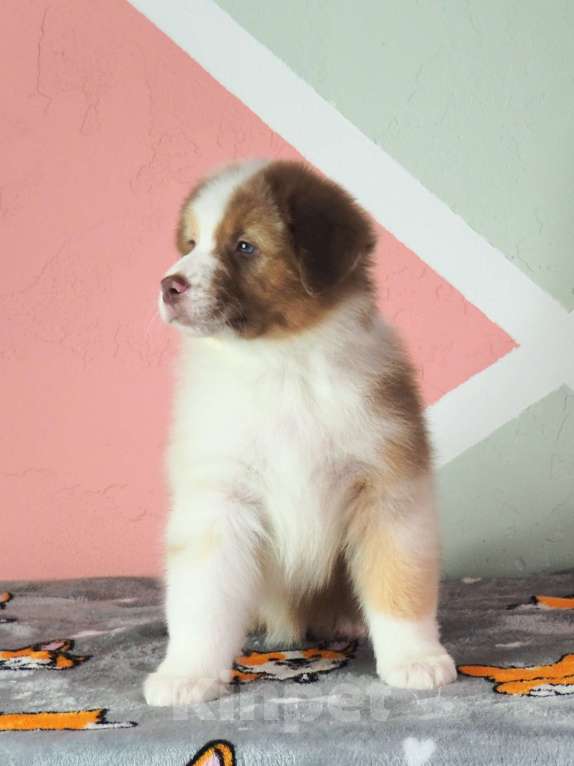 Собаки в Липецке: Австралийская овчарка Мальчик, 50 000 руб. - фото 2