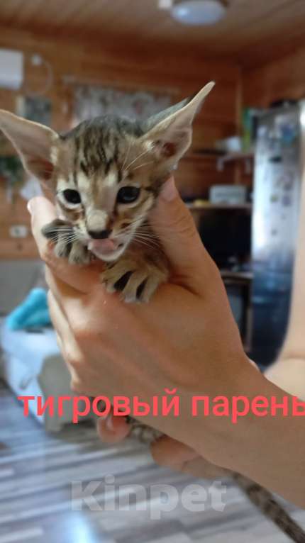 Кошки в Екатеринбурге: Котята ориентала Мальчик, 20 000 руб. - фото 2