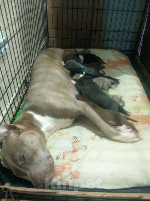Собаки в Пензе: 3девочки и 5маличиков  Мальчик, 15 000 руб. - фото 5