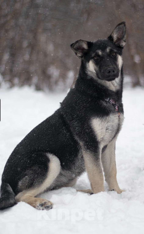 Собаки в Москве: Пралине Девочка, Бесплатно - фото 1