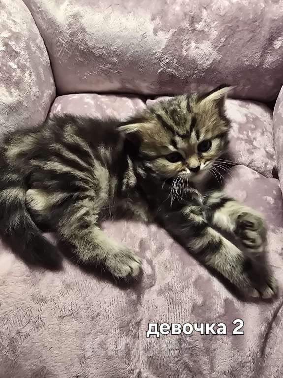 Кошки в Санкт-Петербурге: Британские длинношерстные котята Девочка, 15 000 руб. - фото 5