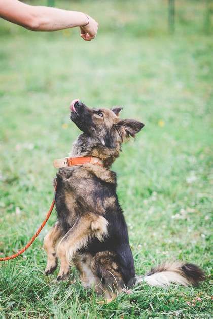 Собаки в Москве: Макс. Главный суетолог Мальчик, 1 руб. - фото 4