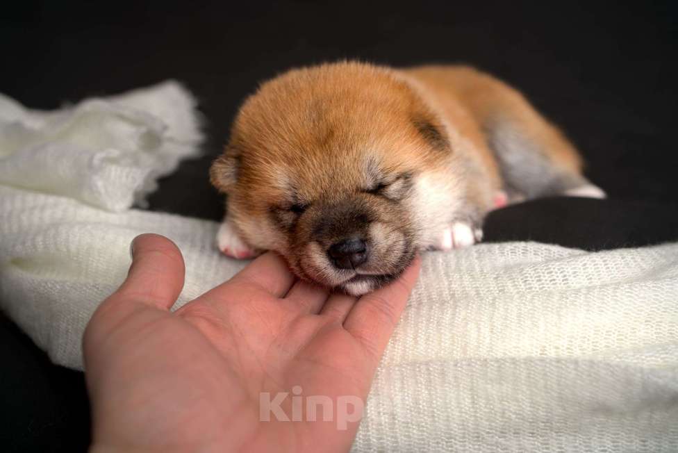 Собаки в Санкт-Петербурге: Щенки Сиба Ину Мальчик, Бесплатно - фото 4