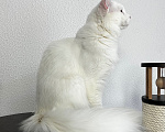 Кошки в Пятигорске: Питомник Affectionate miracle Мальчик, Бесплатно - фото 2