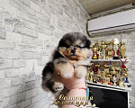 Собаки в Москве: Эксклюзивный окрас мальчик померанского шпица Мальчик, Бесплатно - фото 1
