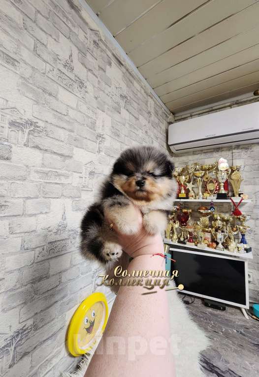 Собаки в Москве: Эксклюзивный окрас мальчик померанского шпица Мальчик, Бесплатно - фото 1