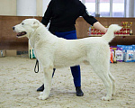 Собаки в Костроме: Вязка САО, 1 руб. - фото 1