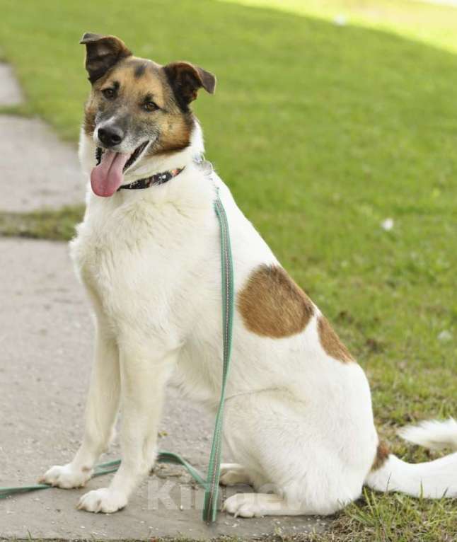 Собаки в Долгопрудном: Амурчик ищет добрый Дом и любящих хозяев Мальчик, Бесплатно - фото 4