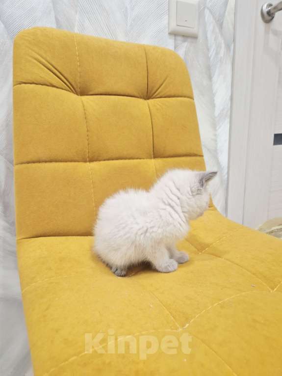 Кошки в Москве: Рэгдолл девочка  Девочка, 35 000 руб. - фото 3