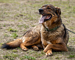 Собаки в Москве: Валик Мальчик, Бесплатно - фото 10
