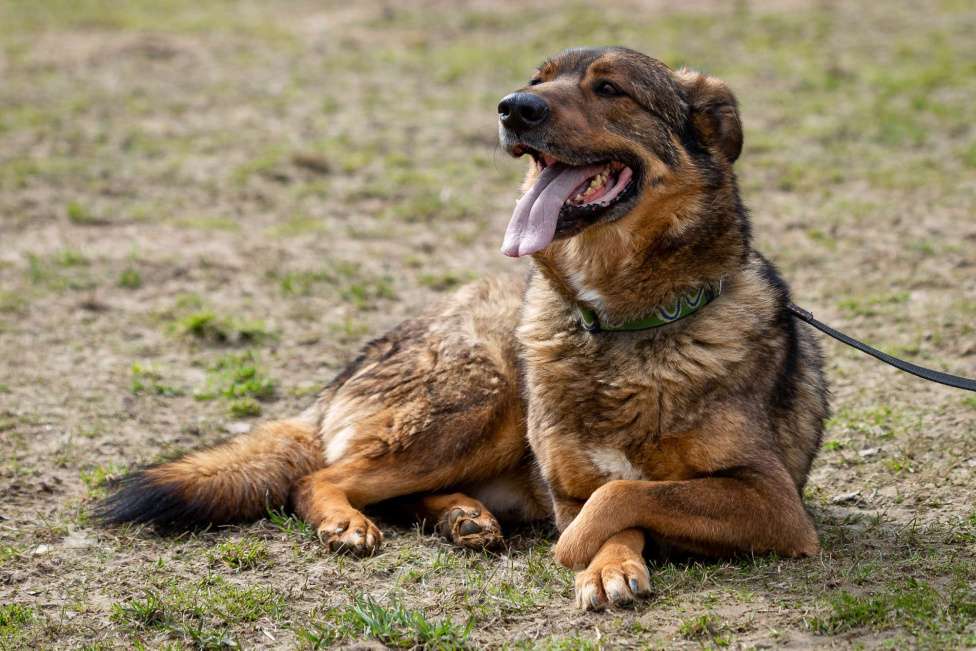Собаки в Москве: Валик Мальчик, Бесплатно - фото 10