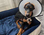 Собаки в Туле: Продам добермана Мальчик, 15 000 руб. - фото 2