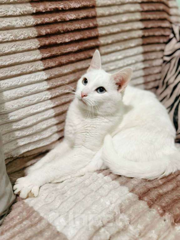 Кошки в Балашихе: Голубоглазый котик Мальчик, Бесплатно - фото 6