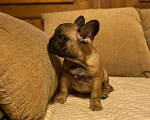 Собаки в Санкт-Петербурге: Шикарный мальчик французик !  Мальчик, 45 000 руб. - фото 7