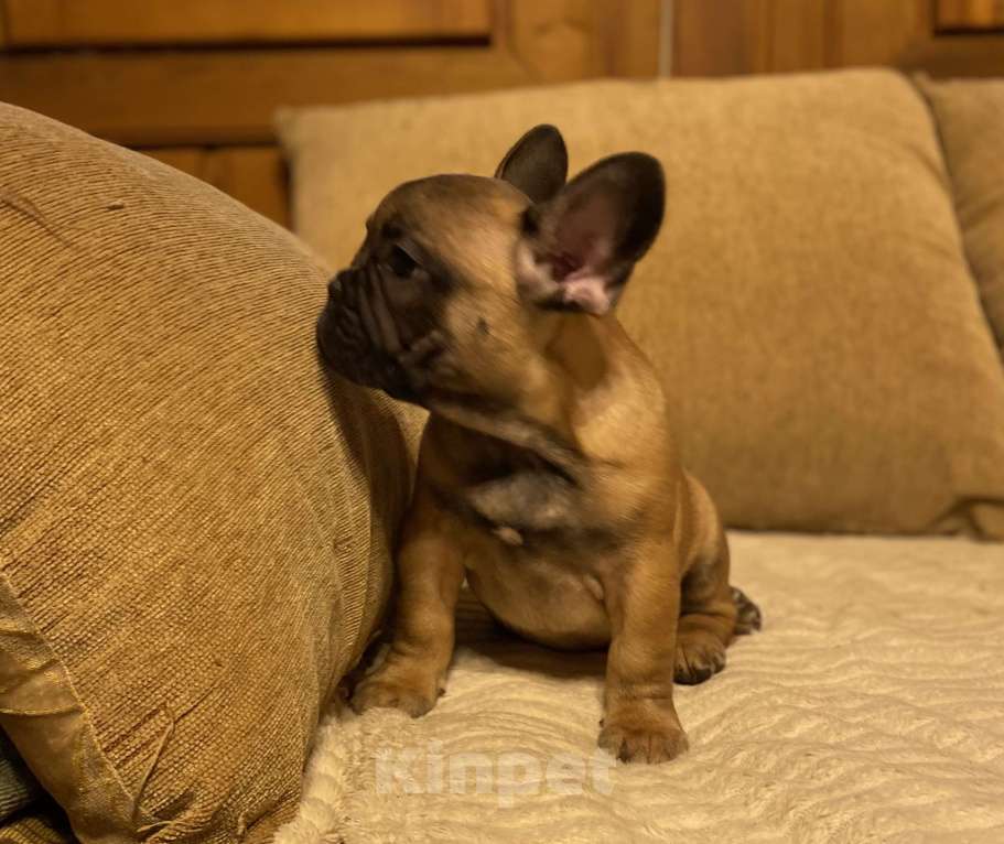 Собаки в Санкт-Петербурге: Шикарный мальчик французик !  Мальчик, 45 000 руб. - фото 7