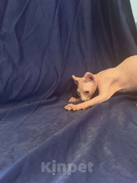 Кошки в Москве: Сфинкс эльф Мальчик, 25 000 руб. - фото 3