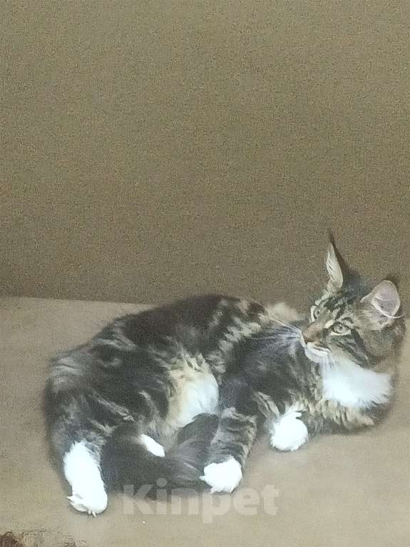 Кошки в Озерске:  Котята мейн- кун Мальчик, 45 000 руб. - фото 5