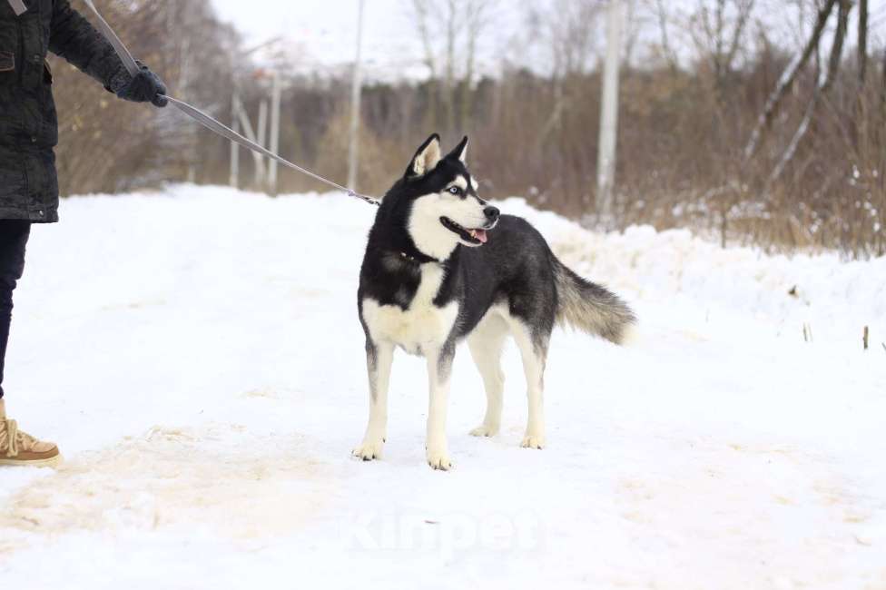 Собаки в Балашихе: Дружелюбная Виста Девочка, Бесплатно - фото 4