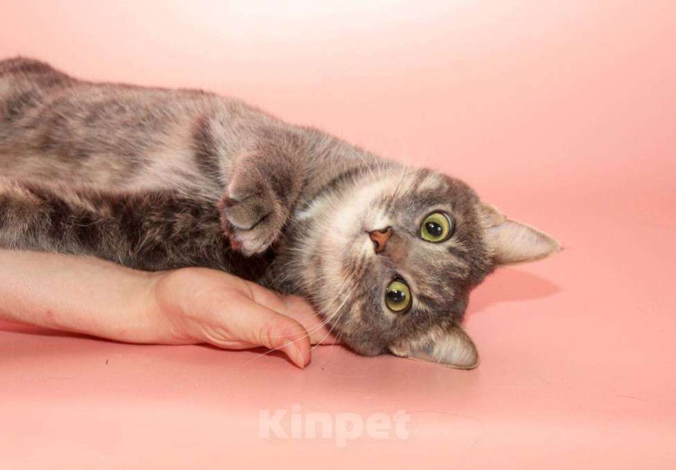 Кошки в Москве: кошка Шанти ищет дом Девочка, Бесплатно - фото 2